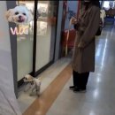 강아지유치원CAREDOGS