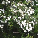 오스테오인 이미지