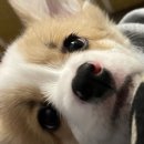 GOOD LIFE DOG 이미지