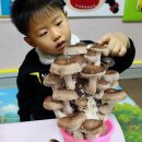 영지농장 | 아이와 함께 표고버섯 키우기 - 드림버섯농장 재배키트 성장과정·활용법