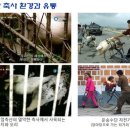 돼지사랑 이미지