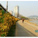 꽃보라동산 이미지