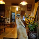 스마트심바이오 이미지