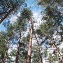 소나무숲 이미지