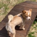 재키애견 이미지