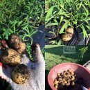 친구펜션A민박 이미지