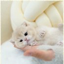 아띠캣 이미지