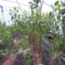 왕눈이농장 이미지