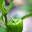 아라민박 이미지