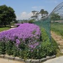 영천강변체육공원주차장 | 보라! 보라 유채꽃 보러 영천 강변공원 3년째 방문