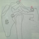 ??견관절(Shoulder joint)교정법,주관절(Elbow joint) 교정법 이미지