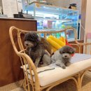 카페 아콤파니 네이버블로그