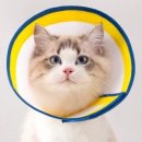 카라인 용품점 이미지