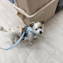 도그앤피플 동물병원 | 러프웨어 신상 하이앤라이트 하네스 리드줄 세트 매장 아이캔더 분독 추천 후기