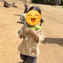 율약국 | 여름필수템 아이부터 어른까지 온가족 모기 패치 오빌릿 하트썸머패치