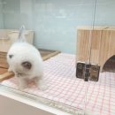 루나캣고양이분양대전 | 공주고양이분양 루나캣 신뢰하고 선택한 분양 후기