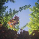 상구목장 | 서울 놀러갈만한곳 하늘공원 소풍 데이트장소!