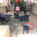 아기염소 이미지