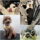 오 동물병원 이미지