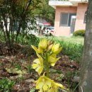 화수목 농원 이미지