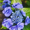 (공연) 제30회 세계장애인의 날 기념 전국장애인합창대회 | 빛을 넘어선 하모니: 시각장애인 소나무 합창단의 감동적인 울림