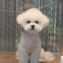 송도멍멍이발소 이미지