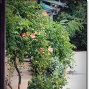 들꽃이야기 이미지