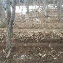 일 농장 Daum카페