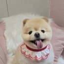 개이쁘댕 이미지