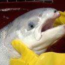 국민연어 이미지