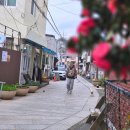 남창애견샵 복실강아지 | 포항 구룡포 강아지동반 가볼만한곳 일본인가옥거리 까멜리아 소품샵 포토존 식당