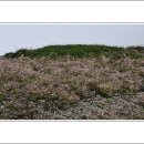 백두산 범 이미지