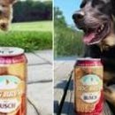 도그소사이어티 이미지