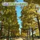 초전1급종합정비 | [우리 동네 가을 명소] 진주 초전공원 메타세쿼이아길 산책
