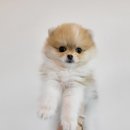 애기 강아지 반려견전문샵 이미지