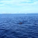 스피디한 레이싱 보홀해상투어 돌핀와칭 돌고래 와칭 / 보홀자유여행 이미지