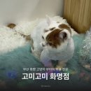 고양이 무마취미용 고미고미 화명점 이미지