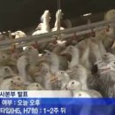 닭한마리오리한마리
