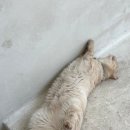유주비주 이미지