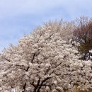 안산벚꽃음악회 | [서대문구]안산 벚꽃 개화현황(4월3일 기준 만개, 튤립은 아직) | 축제 정보