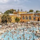 황금애견 이미지