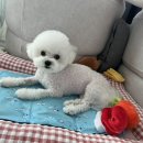 멍블리펫뷰티 이미지