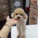 더예쁘개 이미지