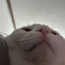호호포차 산본점 이미지