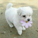 아기강아지 이미지