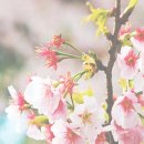 외갓집족발 조촌점 이미지