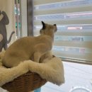 고양이 무마취 미용 냥털도둑 이미지