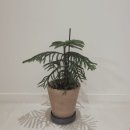 지안가구 | 데이지안 이동식화분받침대: 식집사 필수템! 인테리어까지 완벽!