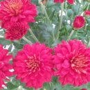 풍국농장 이미지