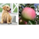 깨구리반찬 이미지